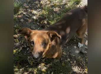 MANCI – KLEINE FREUNDLICHE DAME SUCHT ZUHAUSE