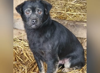 ZEBI WARTET GEDULDIG