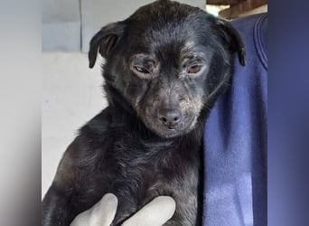 ZEBI WARTET GEDULDIG