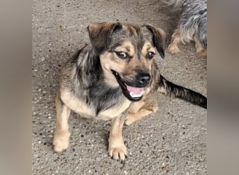 Pocsita lief auf der Straße