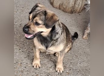 Pocsita lief auf der Straße
