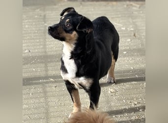 MULCSA SUCHT LIEBEVOLLES ZUHAUSE