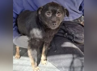 ZEBI WARTET GEDULDIG