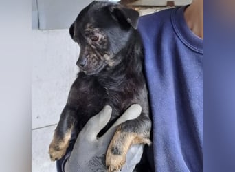 ZEBI WARTET GEDULDIG