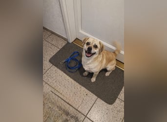 Benny - 25 cm, Pflegestelle 63667 Nidda/Hessen