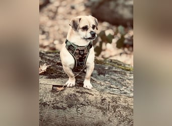 Benny - 24 cm, Pflegestelle 63667 Nidda/Hessen