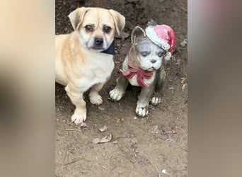 Ich heiße Balu, Pflegestelle 63667 Nidda/Hessen