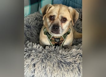 Benny - 25 cm, Pflegestelle 63667 Nidda/Hessen