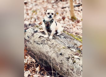 Benny - 24 cm, Pflegestelle 63667 Nidda/Hessen