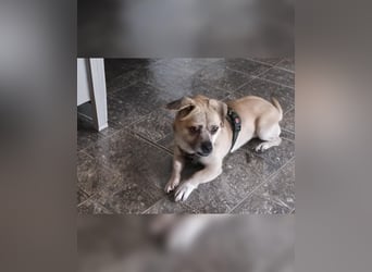 Benny - 25 cm, Pflegestelle 63667 Nidda/Hessen