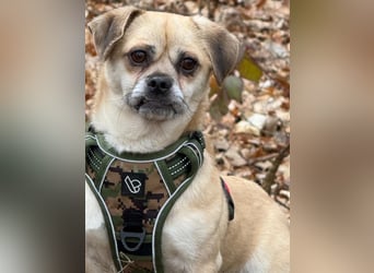 Benny - 24 cm, Pflegestelle 63667 Nidda/Hessen