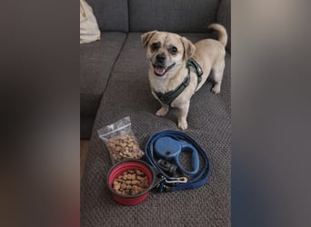 Benny - 25 cm, Pflegestelle 63667 Nidda/Hessen