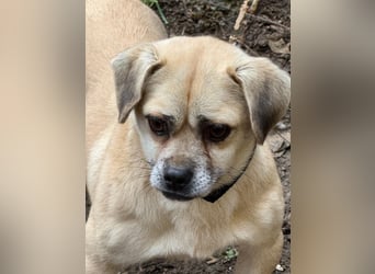 Ich heiße Balu, Pflegestelle 63667 Nidda/Hessen