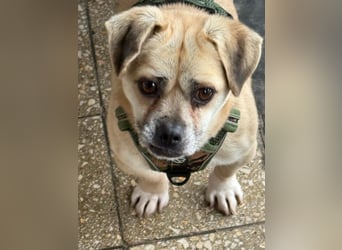 Ich heiße Balu, Pflegestelle 63667 Nidda/Hessen