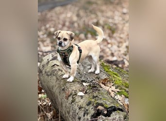 Benny - 24 cm, Pflegestelle 63667 Nidda/Hessen