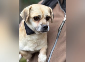 Ich heiße Balu, Pflegestelle 63667 Nidda/Hessen