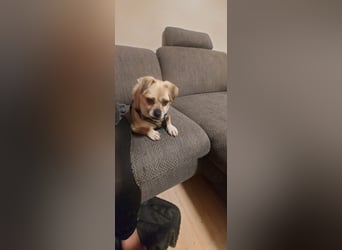 Benny - 25 cm, Pflegestelle 63667 Nidda/Hessen