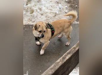 Ich heiße Balu, Pflegestelle 63667 Nidda/Hessen