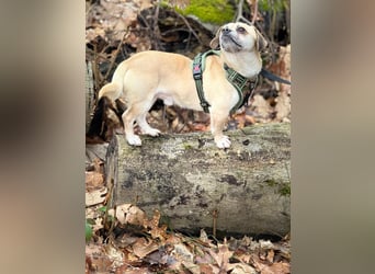 Benny - 24 cm, Pflegestelle 63667 Nidda/Hessen