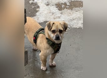 Ich heiße Balu, Pflegestelle 63667 Nidda/Hessen