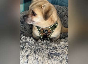 Ich heiße Balu, Pflegestelle 63667 Nidda/Hessen