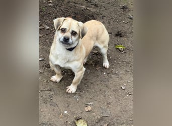 Ich heiße Balu, Pflegestelle 63667 Nidda/Hessen