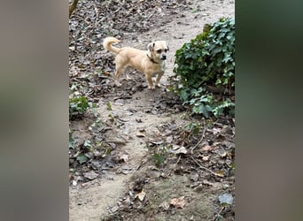 Ich heiße Balu, Pflegestelle 63667 Nidda/Hessen