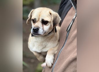 Ich heiße Balu, Pflegestelle 63667 Nidda/Hessen