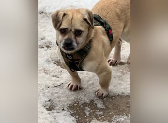 Ich heiße Balu, Pflegestelle 63667 Nidda/Hessen