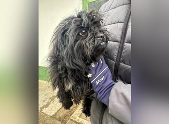 Black, 7 Monate, 25cm sucht seinen Kuschelplatz