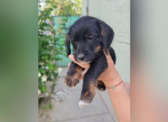 Pablo, geboren 27.03.2026, 21cm sucht sein Zuhause