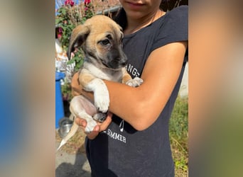 Lea, geboren 05.07.2026, 20cm sucht ihre Chance