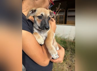 Lara, geboren 05.07.2026, 22cm sucht ihr für immer Zuhause