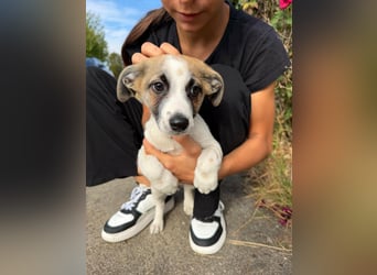 Louis, geboren 05.07.2026, 24cm sucht sein Körbchen