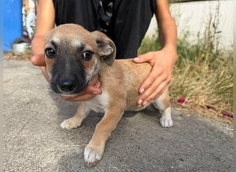 Lara, geboren 05.07.2026, 22cm sucht ihr für immer Zuhause
