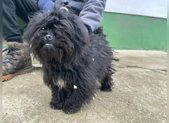 Black, 7 Monate, 25cm sucht seinen Kuschelplatz