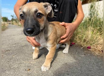 Lara, geboren 05.07.2026, 22cm sucht ihr für immer Zuhause