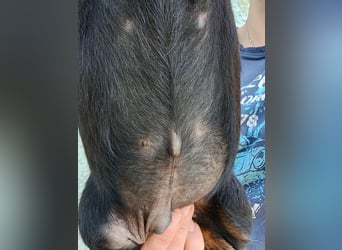 Pablo, geboren 27.03.2026, 21cm sucht sein Zuhause