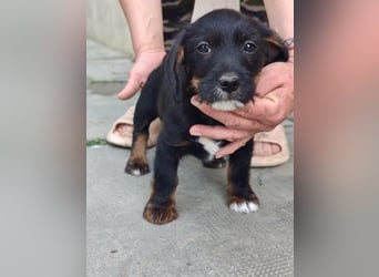 Pablo, geboren 27.03.2026, 21cm sucht sein Zuhause