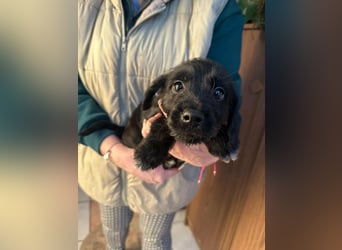 Deni, geboren 10.11.2025, 22cm sucht sein Körbchen