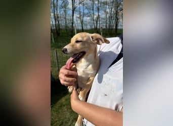 Zigi, geboren 01.01.2026, 25cm sucht seine Familie