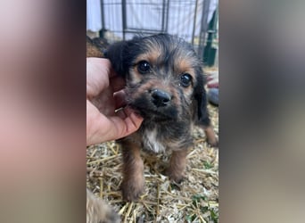 Jolie, geboren 19.01.2026 sucht ihr Zuhause