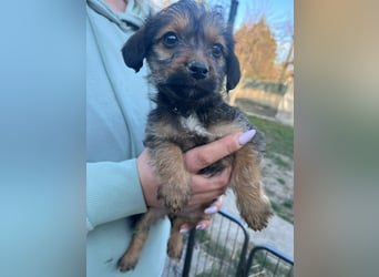 Jolie, geboren 19.01.2026 sucht ihr Zuhause