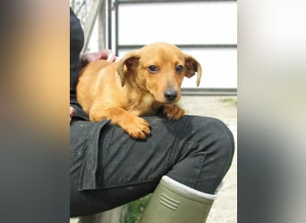 Norman, geboren 01.12.2025, 24cm sucht sein Glück