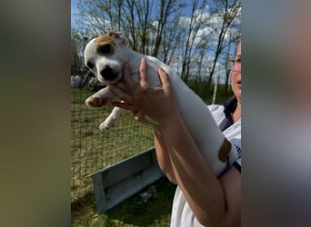 Zorka, geboren 01.01.2026, 25cm sucht ihr Glück