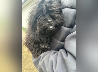 Black, 7 Monate, 25cm sucht seinen Kuschelplatz