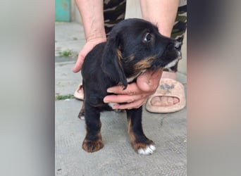 Pablo, geboren 27.03.2026, 21cm sucht sein Zuhause