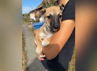 Lara, geboren 05.07.2026, 22cm sucht ihr für immer Zuhause