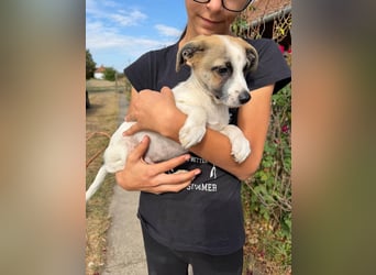 Louis, geboren 05.07.2026, 24cm sucht sein Körbchen