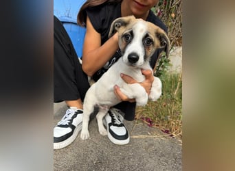 Louis, geboren 05.07.2026, 24cm sucht sein Körbchen